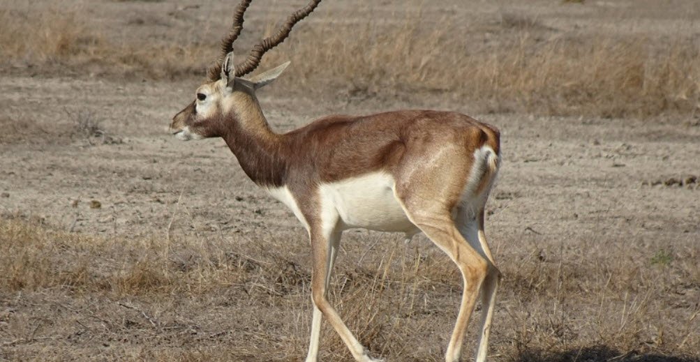 Narsinghgarh Wildlife Sanctuary, Rajgarh, Madhya Pradesh - Vushii.com